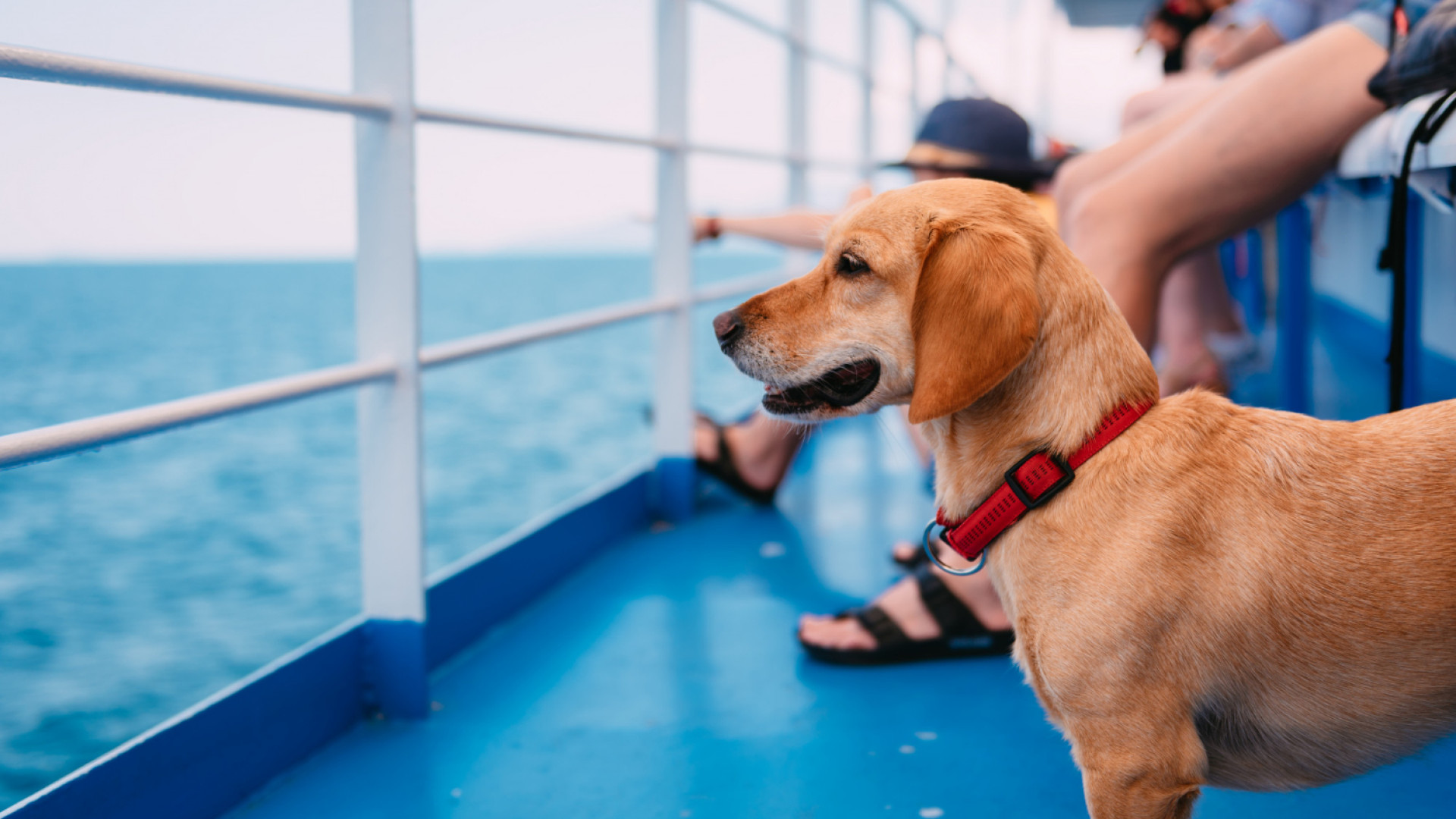Peut-on emmener son chien en croisière ?