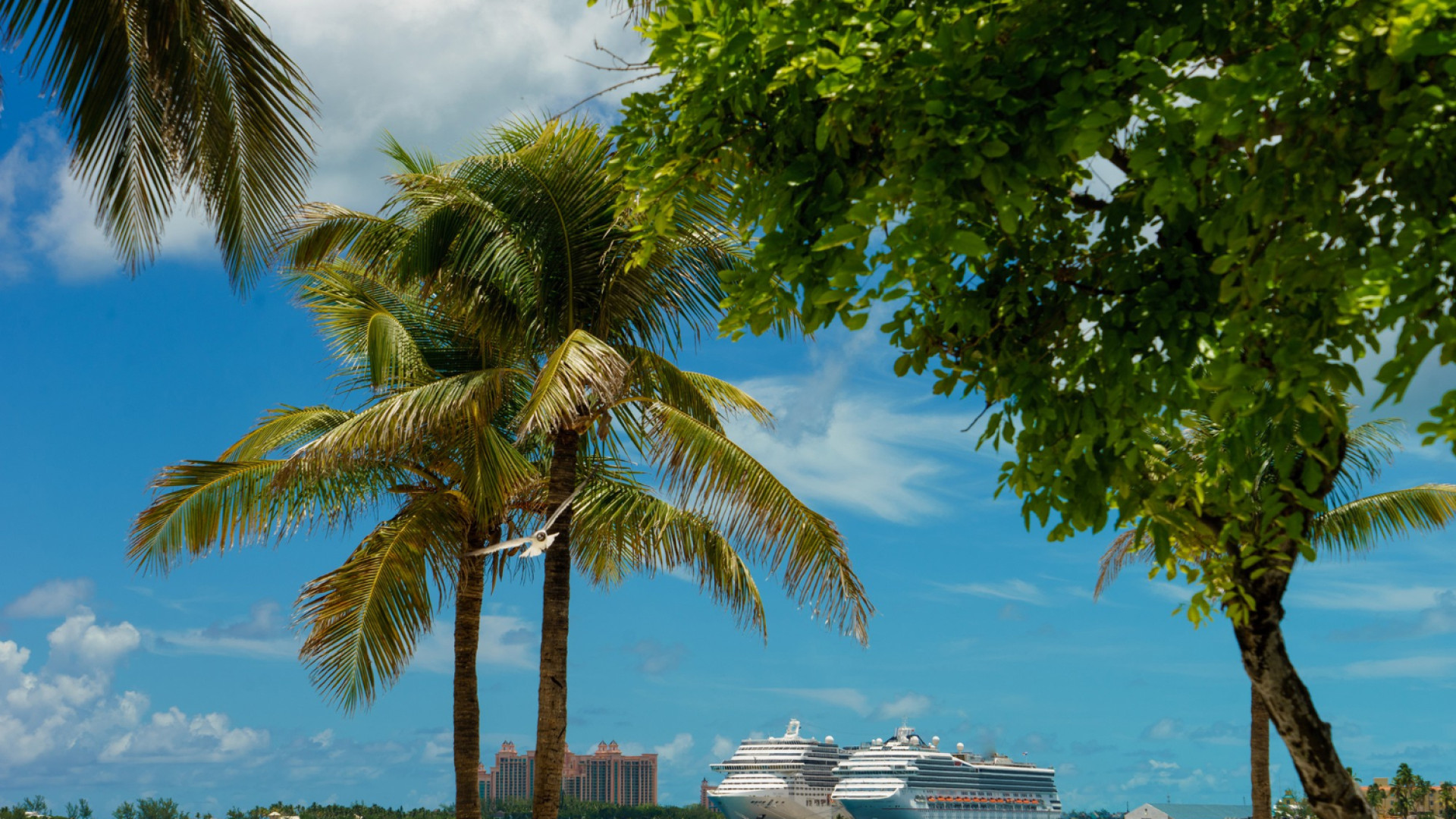 Croisière aux Caraïbes : astuces pour un voyage réussi