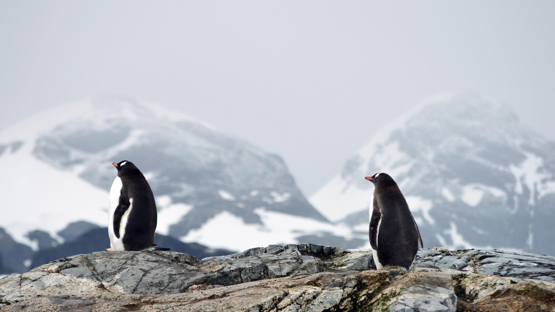 Manchots, baleines et icebergs : la faune exceptionnelle de l’Antarctique à découvrir en croisière
