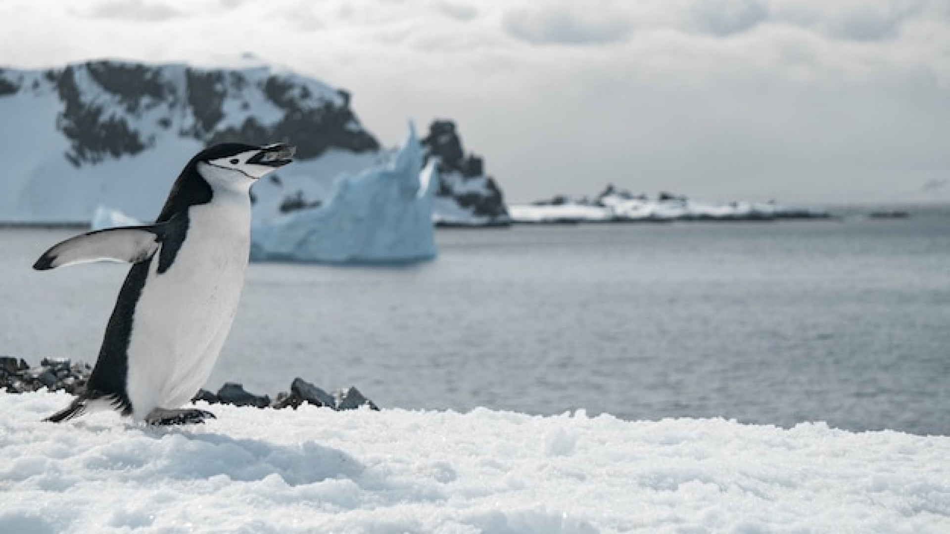 Croisière en Antarctique et tourisme responsable : la protection du continent blanc